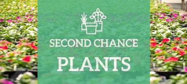 Plant+Flower Sale!!! by Second Chance Plants
